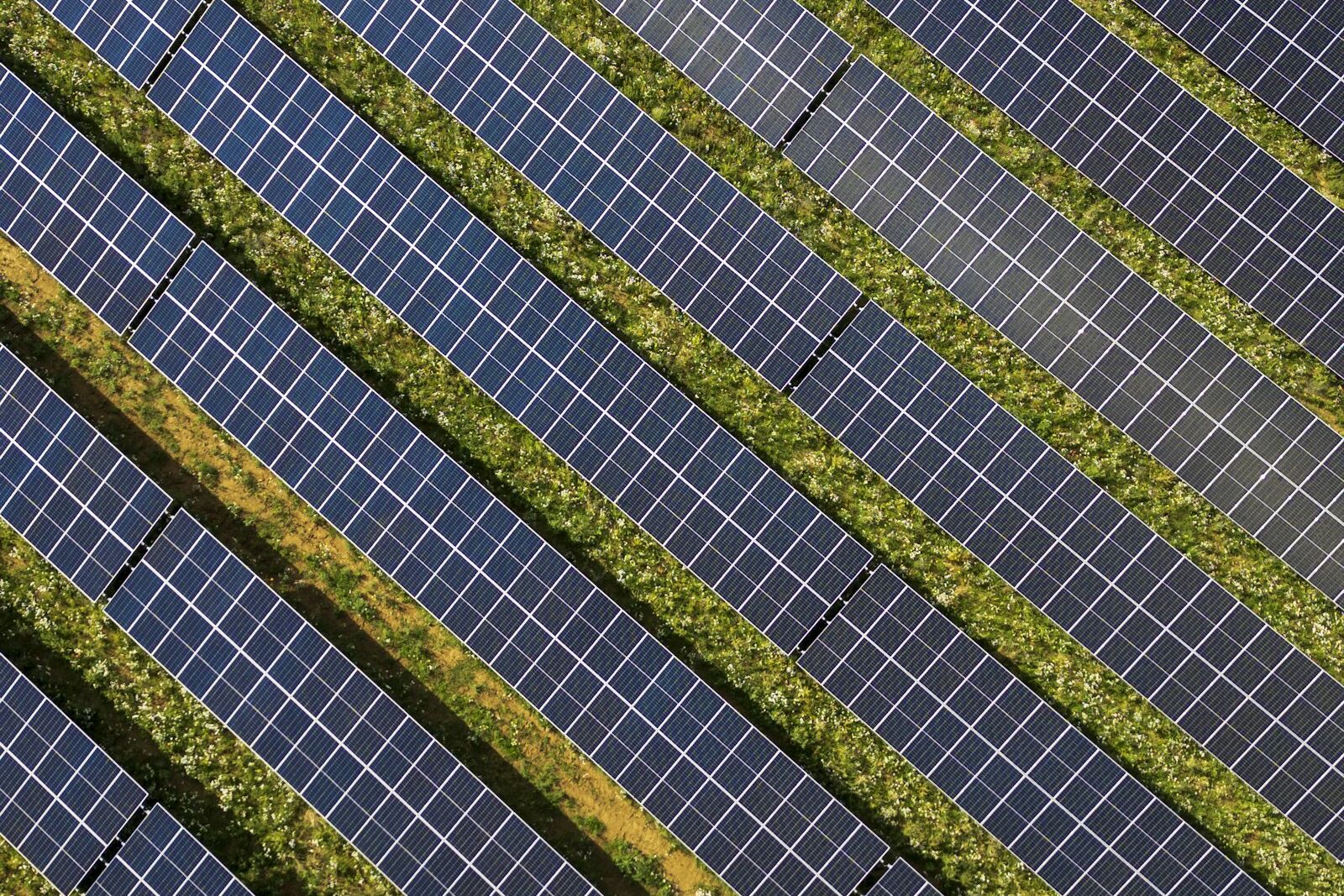 Solar panel rows over grass, seen from above